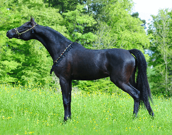 A picture of a black Arabian horse