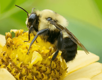A picture of a Bumble Bee