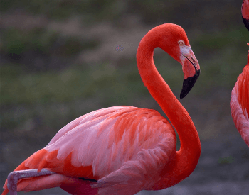 A close-up photo of a  Caribbean flamingo