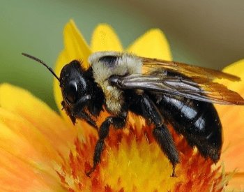 A picture of a Carpenter Bee