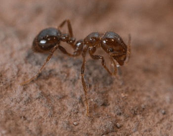 A close-up picture of a fire ant's body
