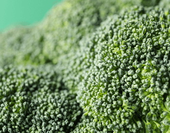 A close-up picture of the a head of broccoli