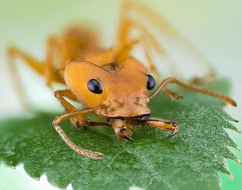 A close-up picture of a leafcutter ant's head
