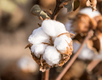 A picture of a cotton plant