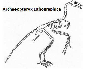 A diagram of the skeletal structure of the Archaeopteryx.