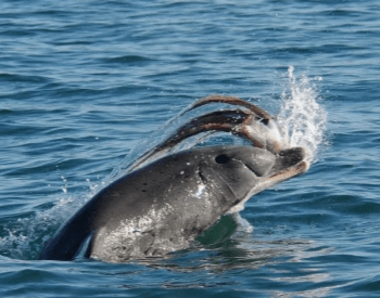 A picture of a dolphin eating an octopus