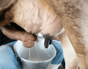 A picture of a farmer manually milking a cow