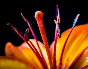 A picture of a flower's pistil