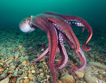 A picture of the giant Pacific octopus (Enteroctopus dofleini)
