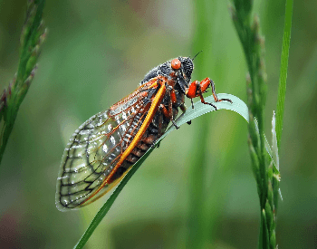A picture of a Ground Dweller Cicada