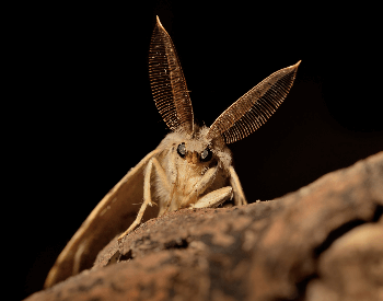 A photo of a gypsy moth (Lymantria dispar)