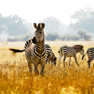 A Picture of a Herd of Zebras