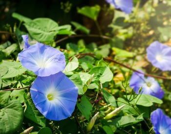 A picture of a morning glory