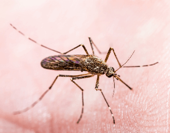 A photo of a mosquito biting a human