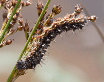 A picture of a painted lady butterfly caterpillar (larva)