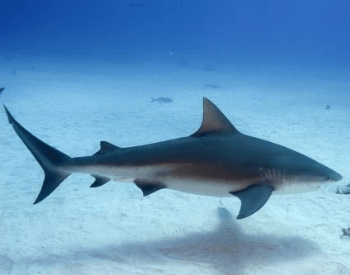 A picture of a bull shark in the Bahamas.