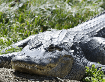 A close-up photo of the American Alligator.