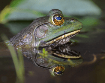 A photo of a frog in the water.