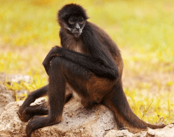 A photo of a spider monkey.