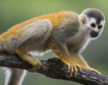 A photo of a squirrel monkey.
