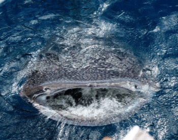 A photo of a whale shark breaching.