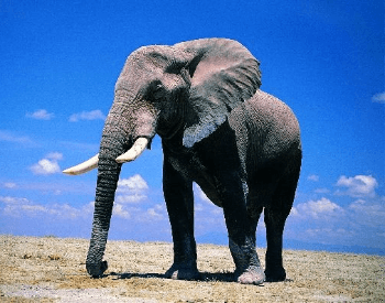 A photo of an large African elephant.