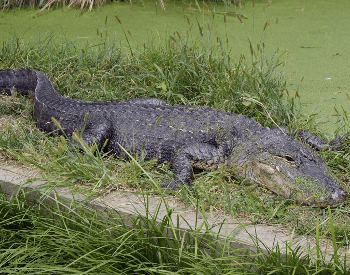 A full length photo of the American Alligator.