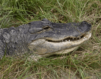 A photo of the head of an American Alligator.
