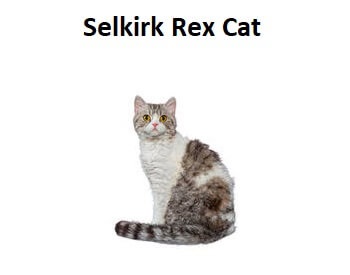 A photo of a Selkirk Cat breed.