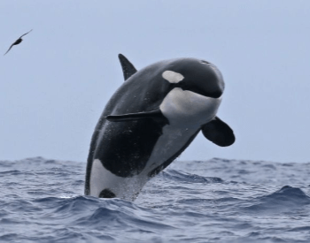 A photo of a killer whale breaching.