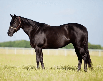 A picture of a Quarter Horse.