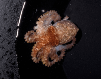 A picture of a the star-sucker pygmy octopus (Octopus wolfi)