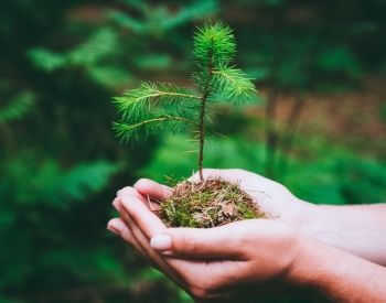 A picture of a tiny pine tree sapling