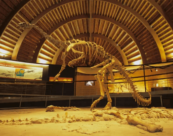 A photo of a plateosaurus fossil, a dinosaur that lived during the Late Triassic Period