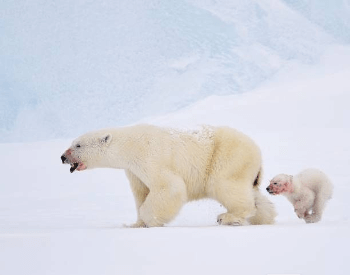 A photo of a polar bear and a young cub.