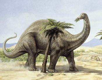 A rendering of the Apatosaurus foraging 