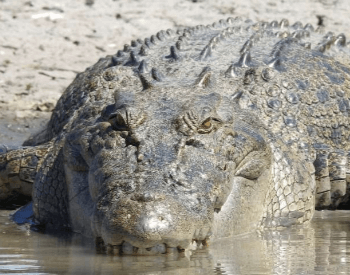 A close-up picture of a saltwater crocodile