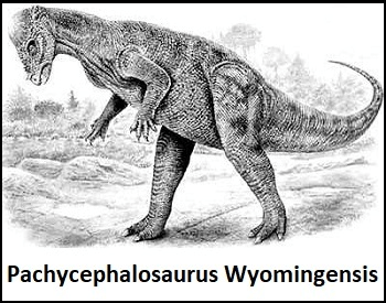 A sketch of a Pachycephalosaurus Wyomingensis dinosaur.
