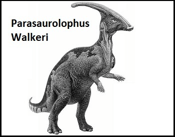 A sketch of a Parasaurolophus walkeri dinosaur.