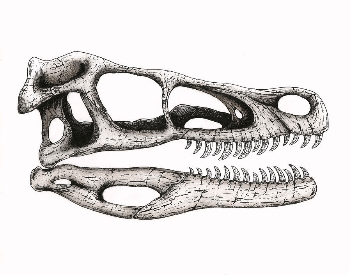A Sketch Of A Velociraptor Skull
