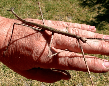 A picture of a large stick bug on the hand of a human