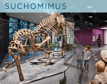 A picture of a Suchomimus museum exhibit