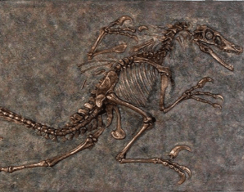 A Velociraptor Fossil