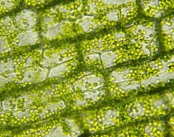 A picture of algae under a microscope