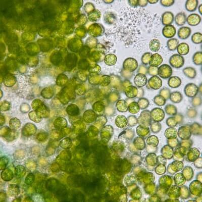 A Picture of Algae Under a Microscope