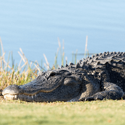 A Picture of Alligator mississippiensis