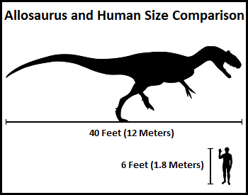 Allosaurus and human size comparison