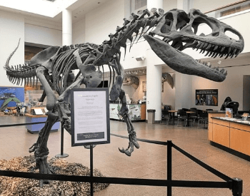 The Allosaurus exhibit at the San Diego Natural History Museum