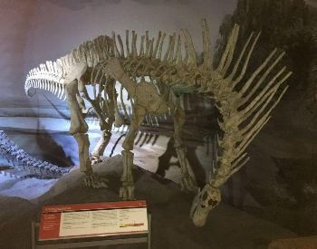 A picture of an Amargasaurus display in a museum