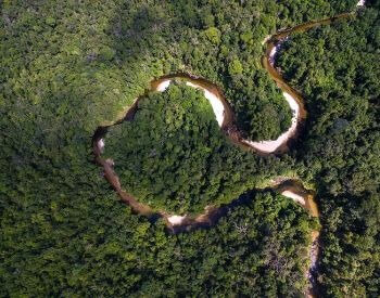 A picture of the Amazon Rainforest in South America